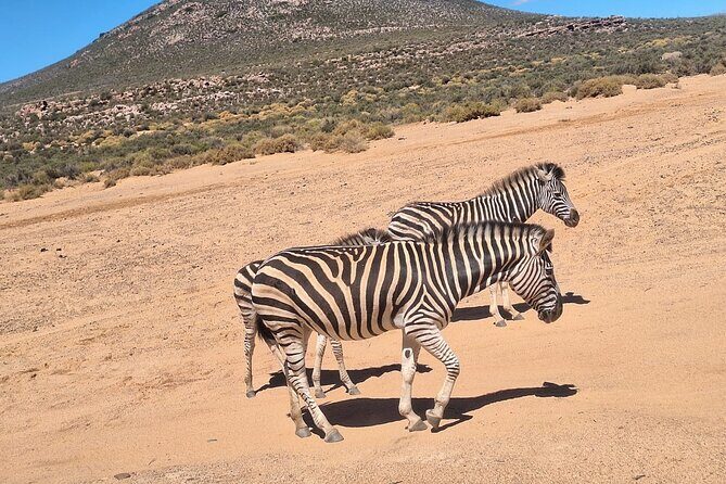 Aquila Game Reserve Big 5 Safari with Wine Tasting and Lunch - First Stop: Fairview Wine and Cheese Experience
