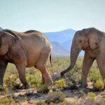 Aquila Game Reserve Cape Town Safari - What to Expect from the Aquila Safari Experience