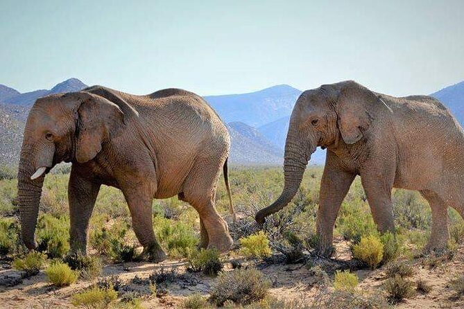 Aquila Game Reserve Cape Town Safari - What to Expect from the Aquila Safari Experience