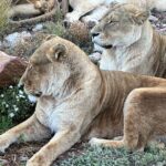 Aquila Game Reserve Safari with Park Fees, Transport & Lunch - The Itinerary: What to Expect