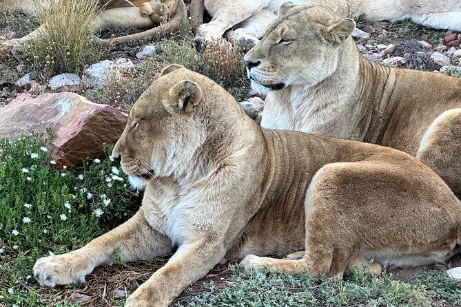 Aquila Game Reserve Safari with Park Fees, Transport & Lunch - The Itinerary: What to Expect