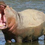 Aquila Game Reserve Safari with wine tasting, Transport & Lunch - Transportation and Comfort