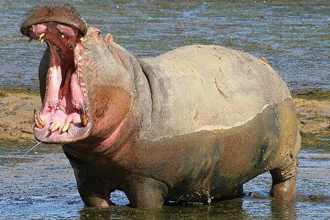Aquila Game Reserve Safari with wine tasting, Transport & Lunch - Transportation and Comfort
