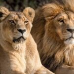 Aquila Reserve Safari with Lunch and Wine Tasting - Who Will Love This Tour?