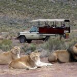 Aquila Safari Game Drive, Lunch & Shared Transfers from Cape Town - Pricing and Value