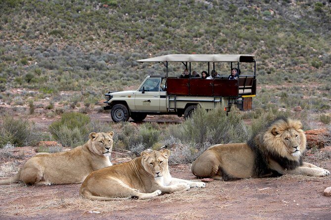 Aquila Safari Game Drive, Lunch & Shared Transfers from Cape Town - Pricing and Value