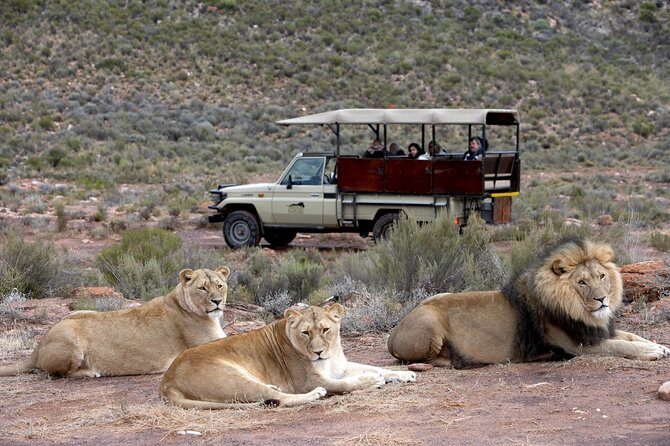 Aquilla BIG5 private Safari Cape Town - Diving Into the Experience: What to Expect