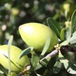 Argan Forest, tea time at a Berbers family & Visit of an Argan cooperative. - The Value of This Experience