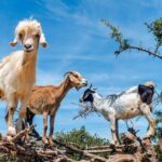 Argan Tree-Climbing Goats Morning Tour From Agadir - Transportation and Group Size
