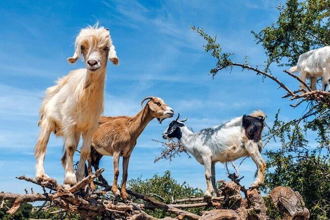 Argan Tree-Climbing Goats Morning Tour From Agadir - Transportation and Group Size