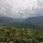 Armenia, Quindío: Traditional coffee farm tour with roasting and transportation - Practical Details and Value