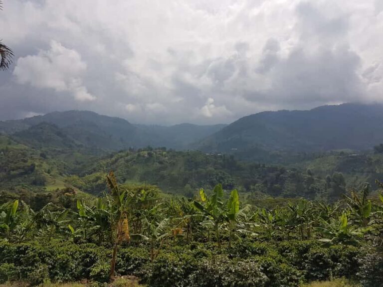 Armenia, Quindío: Traditional coffee farm tour with roasting and transportation - Practical Details and Value