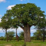 Arusha: 5 days Safari Trip Tarangire, Lake Manyara and Ngorongoro - Practical Tips for Travelers