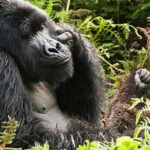 Arusha National Park 4 Days - Transportation and Logistics