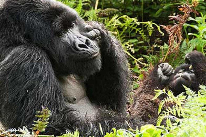 Arusha National Park 4 Days - Transportation and Logistics