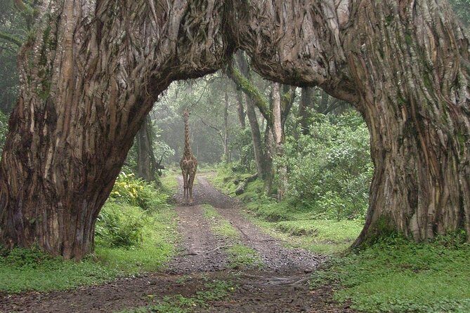 Arusha National Park Guided Day Tour from Arusha - Practical Tips for Maximizing Your Experience