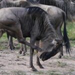 Arusha National Park Half Day Tour - Why This Tour Offers Great Value