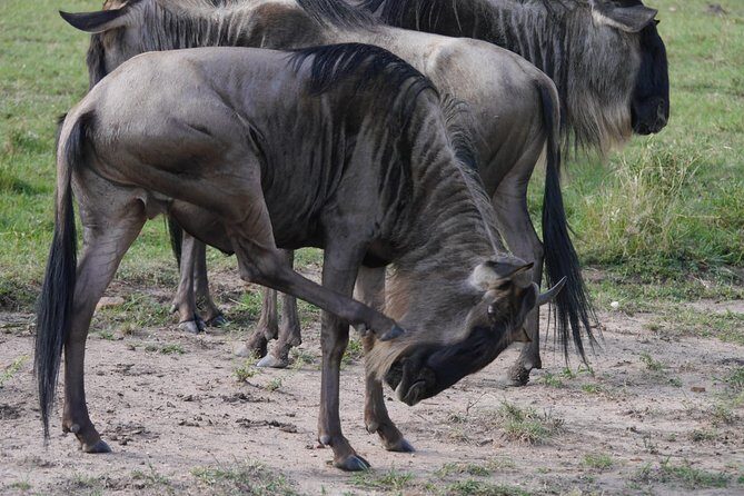 Arusha National Park Half Day Tour - Why This Tour Offers Great Value