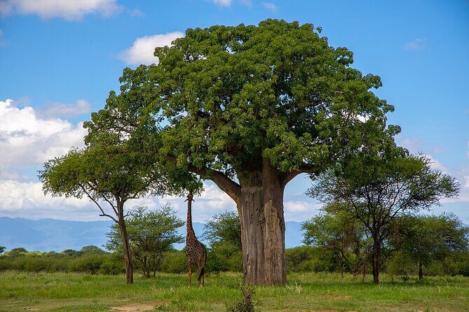 Arusha: Private 3 Day Safari Tarangire, Ngorongoro, Lake Manyara - Why This Tour Offers Great Value