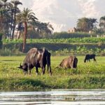Aswan and Nubia Tour from Aswan - Who Will Love This Tour?