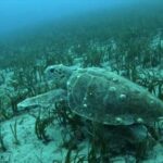 Athens: Snorkeling Riviera Adventure - Detailed Breakdown of the Tour Experience