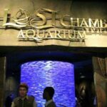 Atlantis Lost-Chamber Aquarium Dubai - What Do Reviewers Say?