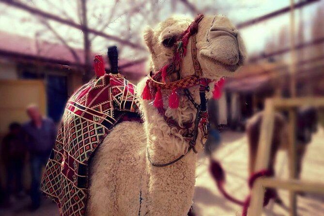 Atlas Mountains and Three Valleys & Waterfalls - Villages Marrakech Day Trip - Practical Details and Tips