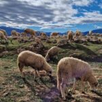 Atlas Mountains & Berber Villages & Waterfalls & Camel Ride Trip - Practical Details: What Does the Tour Include?