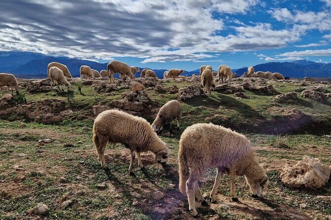 Atlas Mountains & Berber Villages & Waterfalls & Camel Ride Trip - Practical Details: What Does the Tour Include?