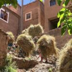 Atlas Mountains Day Trip with Camel Ride from Marrakech including lunch - Practical Details & What to Expect