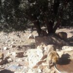 Atlas Mountains, Morocco: Ifrane, Azrou, Monkey Forest, Full Day Tour from Fez - Practical Details and Value