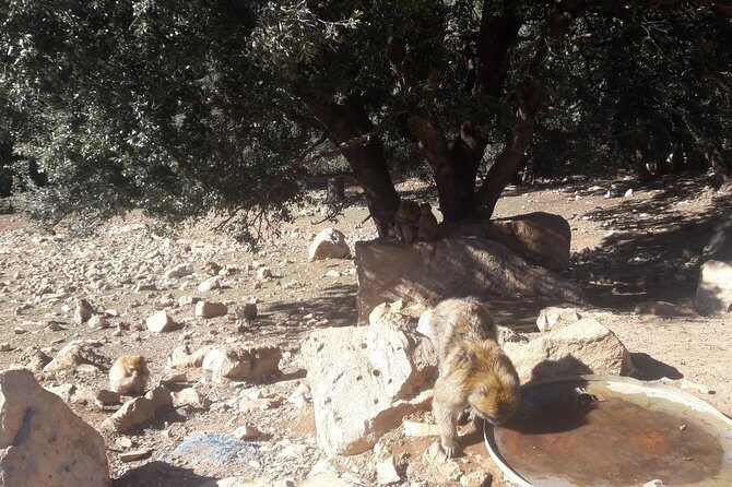 Atlas Mountains, Morocco: Ifrane, Azrou, Monkey Forest, Full Day Tour from Fez - Practical Details and Value