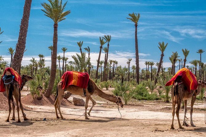 ATV Marrakech Tours - In-Depth Breakdown of the Experience