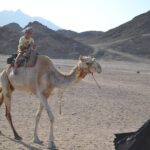 ATV Quad Safari Tour & Camel Ride With Transfer - Marsa Alam - What Makes This Tour Stand Out?