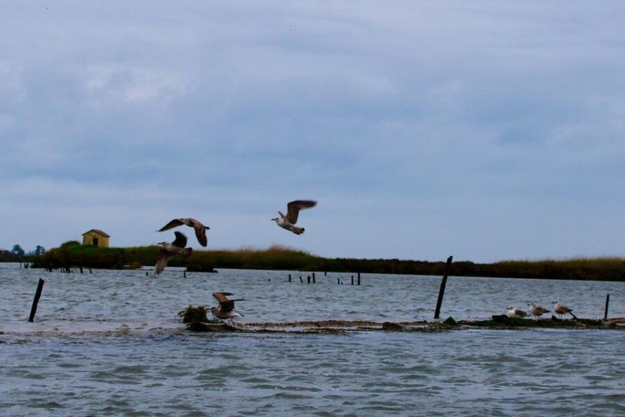 Aveiro: passeio de barco típico com degustação - 90 min - Who Will Enjoy This Tour?