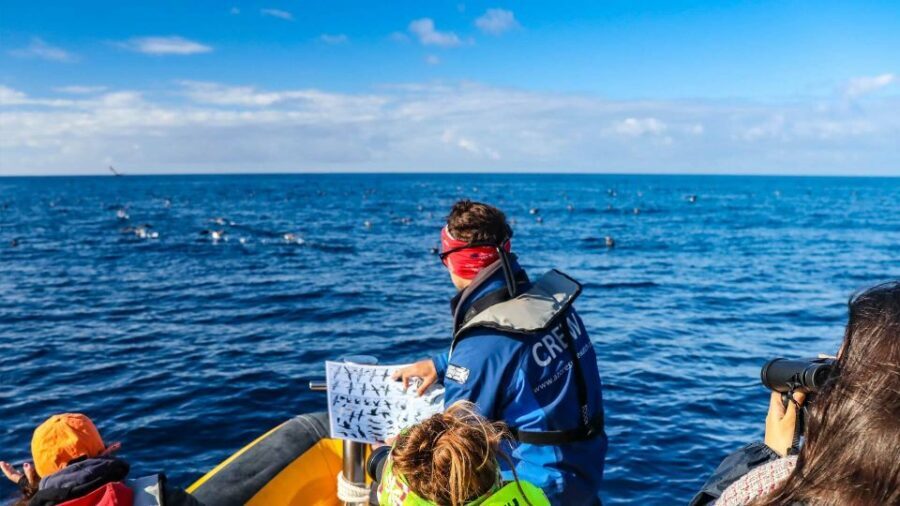 Azores Marine Birdwatching Expedition w/ Biologist Guide - Who Should Consider This Tour?