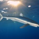 Azores: Swimming with the Sharks - Why Choose This Tour?