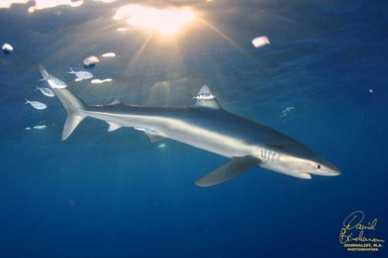Azores: Swimming with the Sharks - Why Choose This Tour?