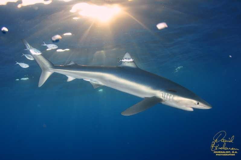 Azores: Swimming with the Sharks - Why Choose This Tour?