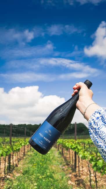 Balaton: Vineyard Tour and Wine Tasting with Zelna - The Experience in Detail