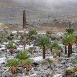 Bale Mountains National Park  5 Day Tour - Authentic Experiences and Authentic Guides