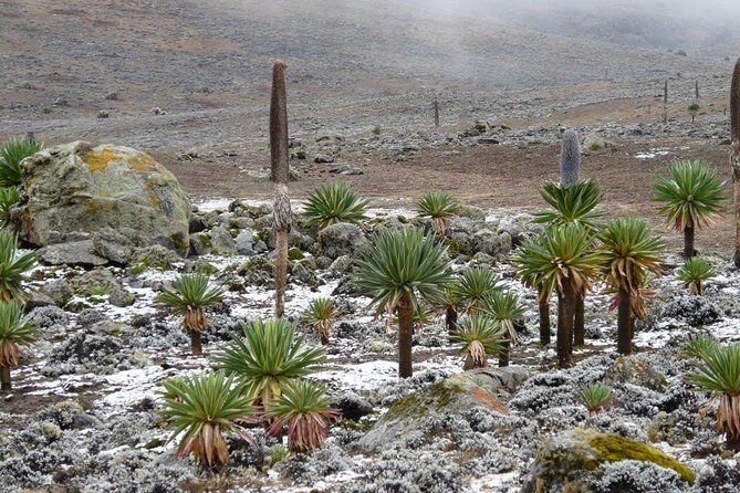 Bale Mountains National Park  5 Day Tour - Authentic Experiences and Authentic Guides