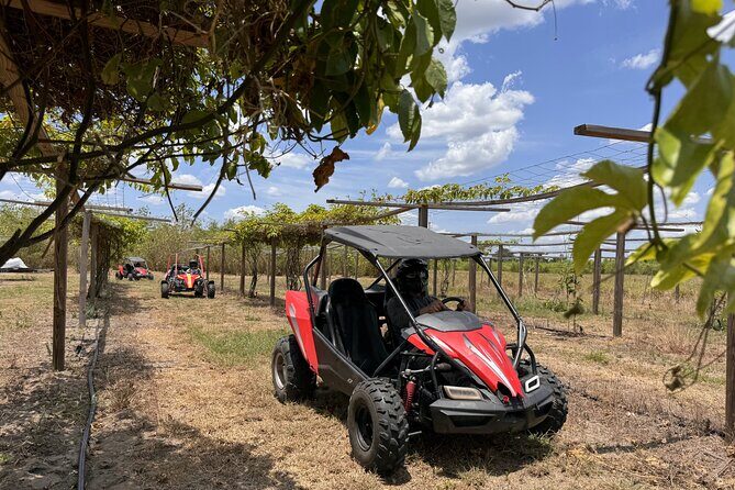 Bamboo Dune Buggy Tour - The Experience: Pros and Cons