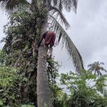 Banana Plantation / Black Sand Beach Experience - Who Should Book This Experience?