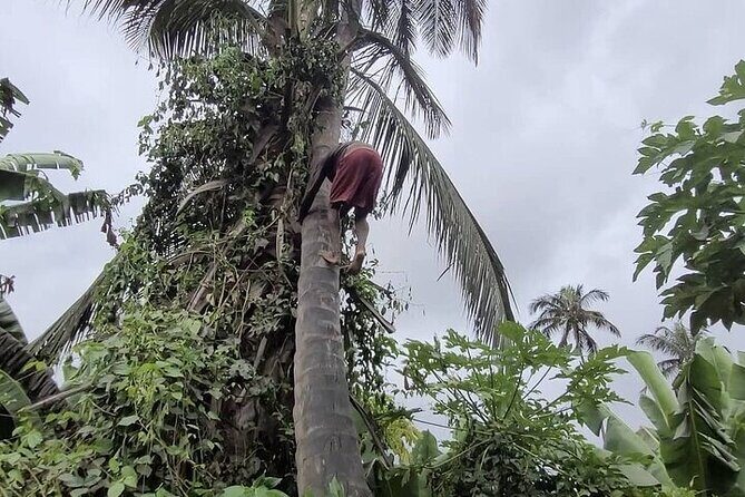 Banana Plantation / Black Sand Beach Experience - Who Should Book This Experience?