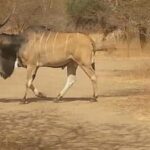 Bandia Animals Reserve combined With The Pink Lake - Authentic Experiences Highlighted by Reviewers