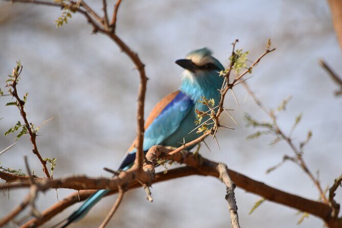 Bandia Park Safari (Minimum 2 Participants) - Transportation and Timing: What You Need to Know