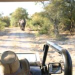 Baobab-Sunrise-Sunset-Vulture-Moonlight Safaris, 4 Options - How to Make the Most of Your Safari Experience