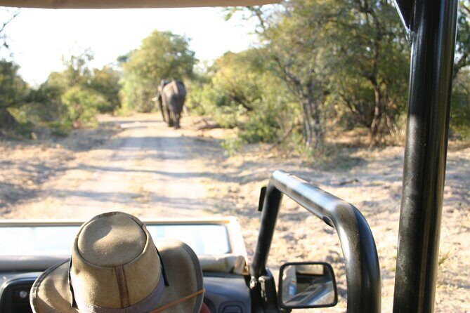 Baobab-Sunrise-Sunset-Vulture-Moonlight Safaris, 4 Options - How to Make the Most of Your Safari Experience