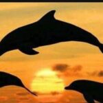 Baraka Aquarium and Dolphin Sightseeing with Sunset Cruise - The Itinerary in Detail